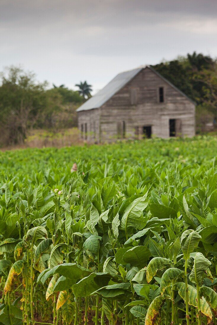 Cuba, Pinar del Rio Province, San Luis, Cuban tobacco plantation