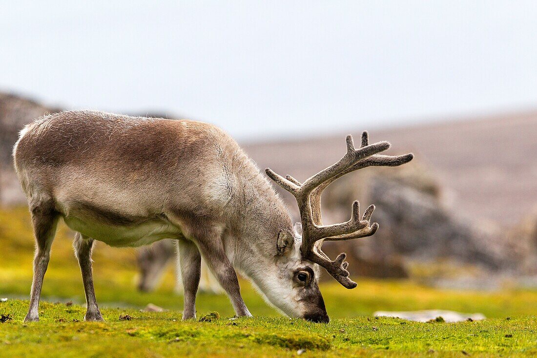 Norway , Spitzbergern , Svalbard , Ny-Alesund , Reindeer Rangifer tarandus  , male ,grazing in the tundra