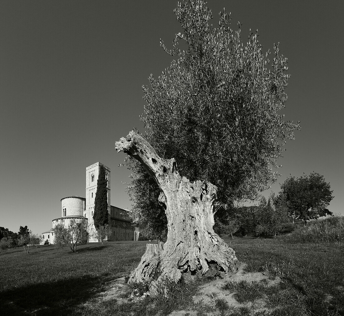 Ölbaum vor dem Kloster, Abbazia di Sant Antimo, San Antimo, 12 Jahrhundert, Romanische Architektur, bei Montalcino, Provinz Siena, Toskana, Italien, Europa