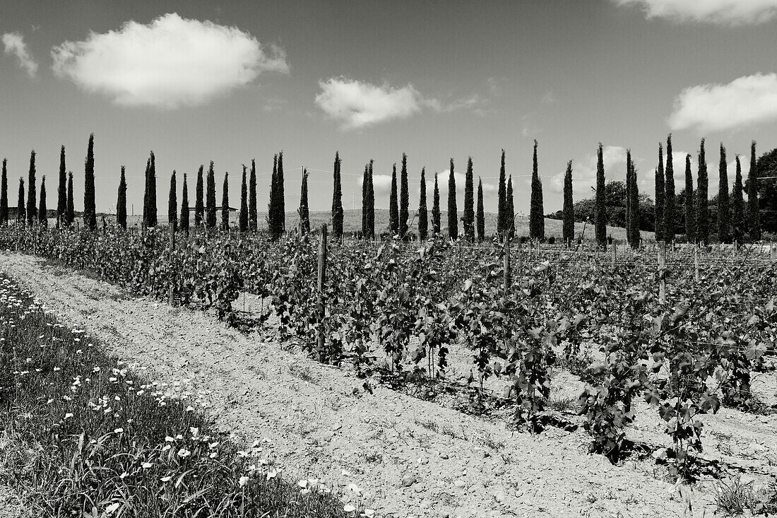 Cypresses ans popies, vineyard near Montiano, near Magliano in Toskana, province of Grosseto, Tuscany, Italy, Europe