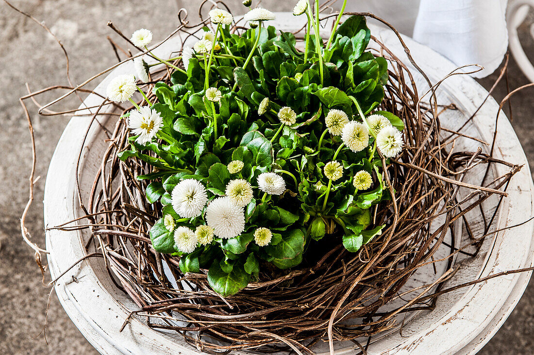 Osterkranz mit gefüllten Gänseblümchen, Bellis, Hamburg, Deutschland