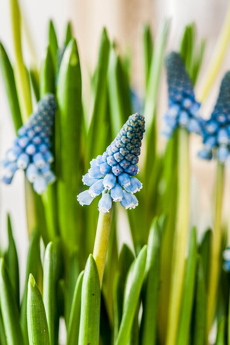 Grape hyacinth, Muscari, Hamburg, Germany