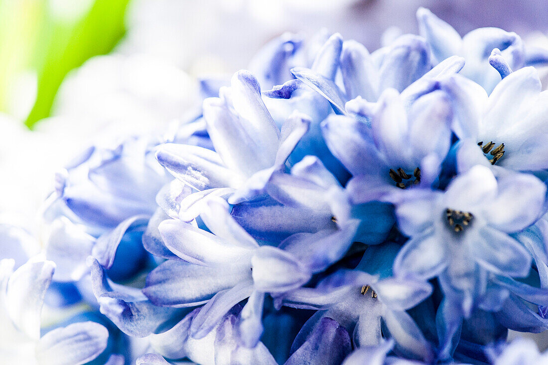 Lilac hyacinth blossoms, Hamburg, Germany