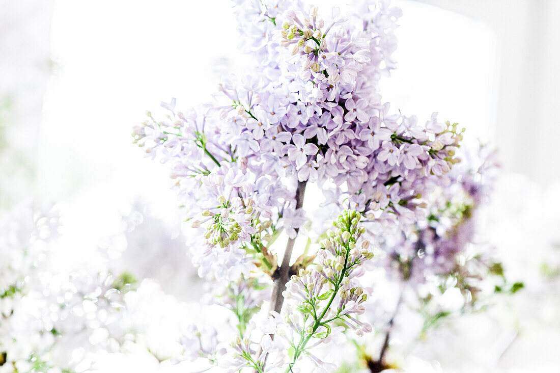 Lilac blossoms, Hamburg, Germany