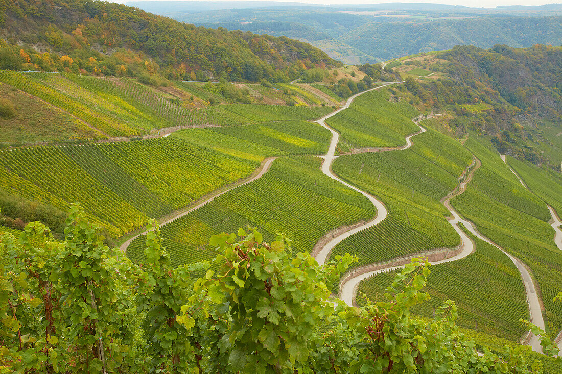 View towards vineyards near Piesport, Mosel, Rhineland-Palatinate, Germany, Europe