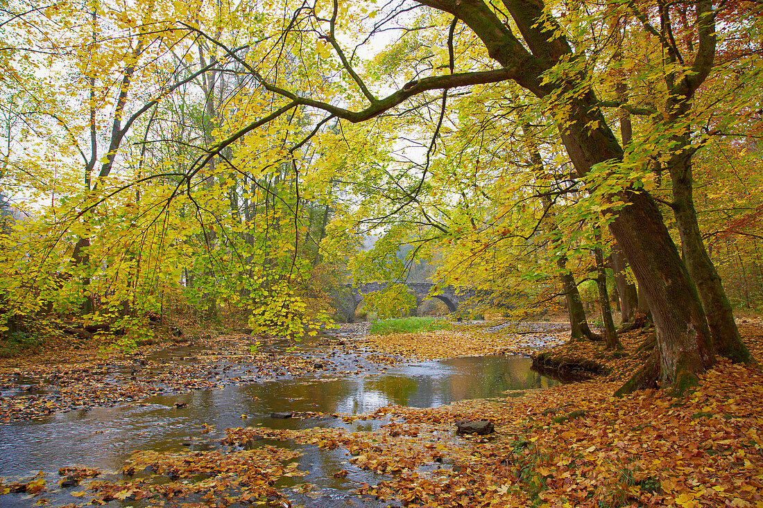 Große Nister bei der Abtei Marienstatt (13. Jh.), Nistertal, Westerwald, Rheinland-Pfalz, Deutschland, Europa