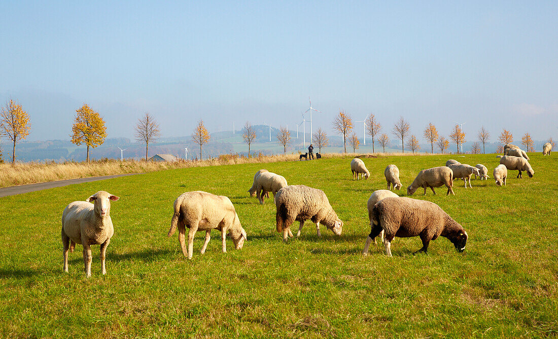 Shepherd and sheep between Fuchskaute and Bad Marienberg, Hoher Westerwald, Westerwald, Rhineland-Palatinate, Germany, Europe