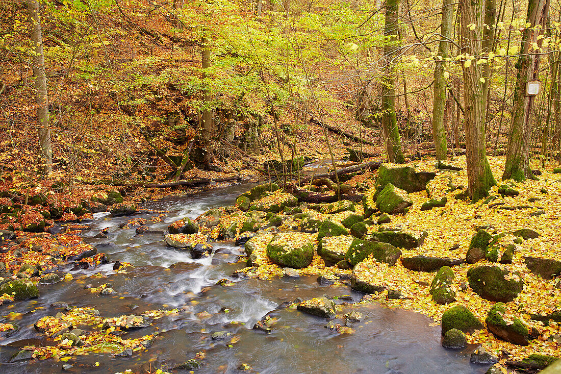 Gorge between Gemuenden and Seck, Holzbachschlucht, Westerwald, Rhineland-Palatinate, Germany, Europe