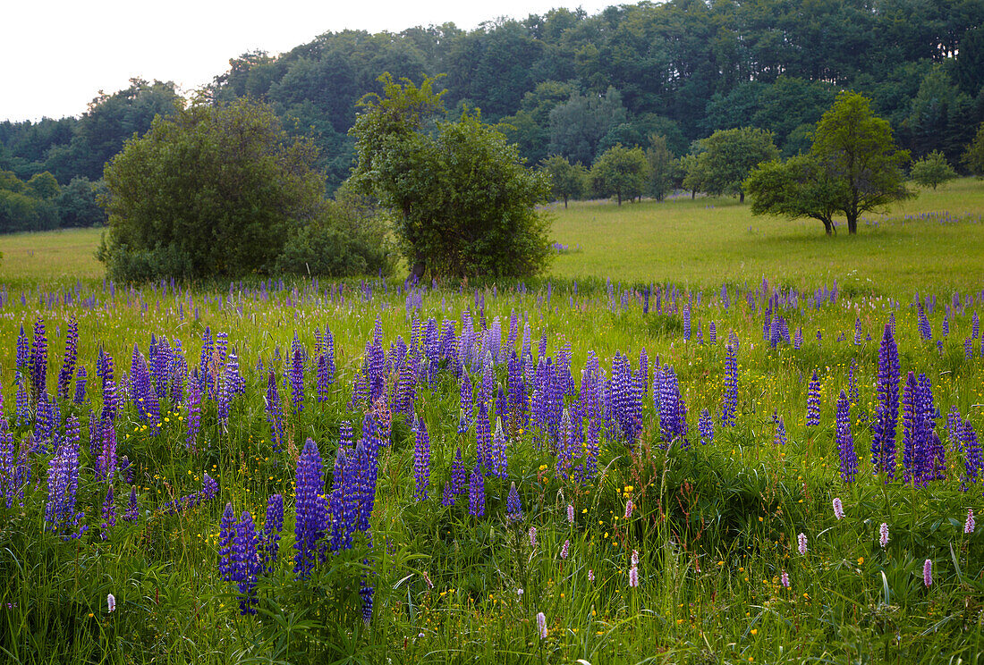 Meadow with lupins, Pottum, Lake Wiesensee, Westerwald, Rhineland-Palatinate, Germany, Europe