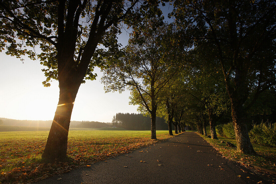 Tree-lined road in autumn, Bad Gronenbach, Bavaria, Germany