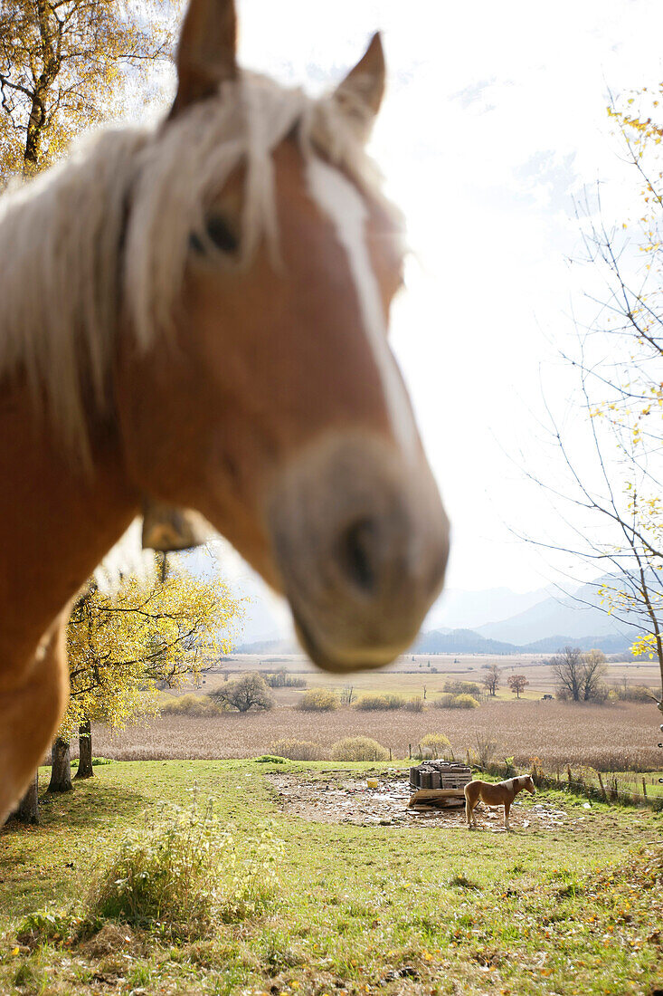 Horses on a paddock, Murnau am Staffelsee, Bavaria, Germany