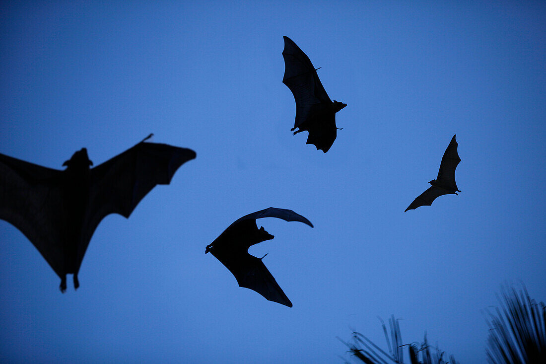 Flying foxes in twilight, Biyadhoo Island, South Male Atoll, Maldive Islands