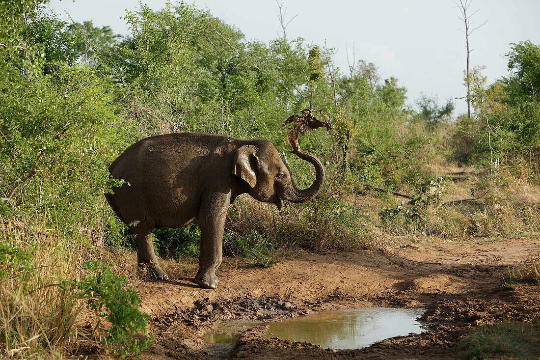 Elefant an einem Wasserloch, Udawalawe-Nationalpark, Sri Lanka