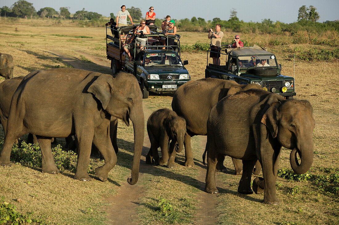 Elefanten, Safari im Udawalawe-Nationalpark, Sri Lanka