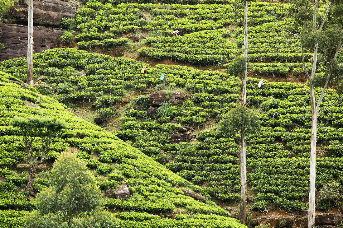 Teeplantage im Hochland, Nuwara Eliya, Zentralprovinz, Sri Lanka
