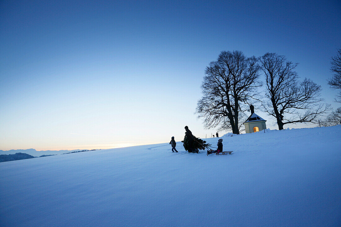 Father with two children carrying Christmas tree through snow, Degerndorf, Munsing, Upper Bavaria, Germany