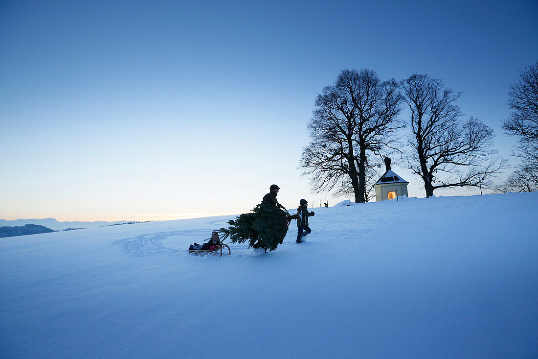 Father with two children carrying Christmas tree through snow, Degerndorf, Munsing, Upper Bavaria, Germany