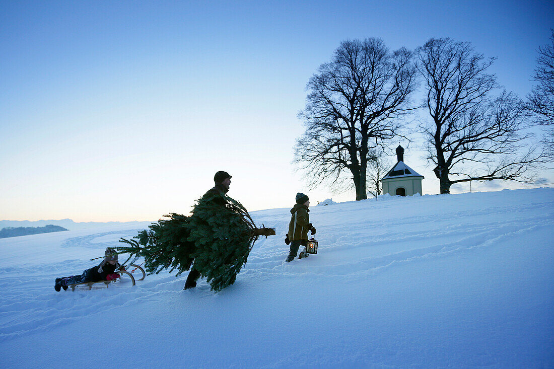 Father with two children carrying Christmas tree through snow, Degerndorf, Munsing, Upper Bavaria, Germany