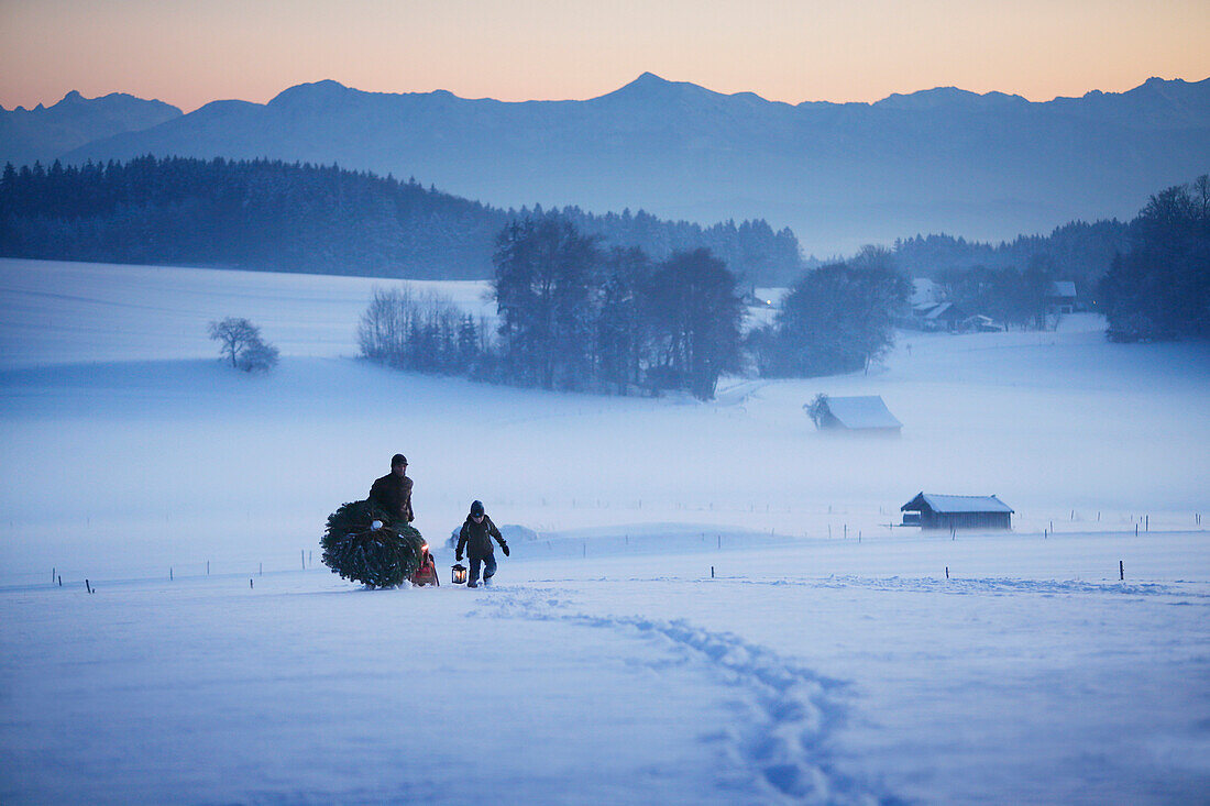 Vater mit zwei Kindern trägt Weihnachtsbaum durch Schnee, Degerndorf, Münsing, Oberbayern, Deutschland