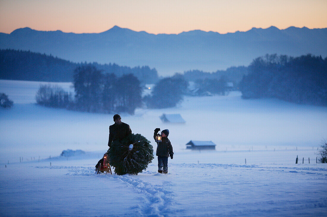 Father with two children carrying Christmas tree through snow, Degerndorf, Munsing, Upper Bavaria, Germany