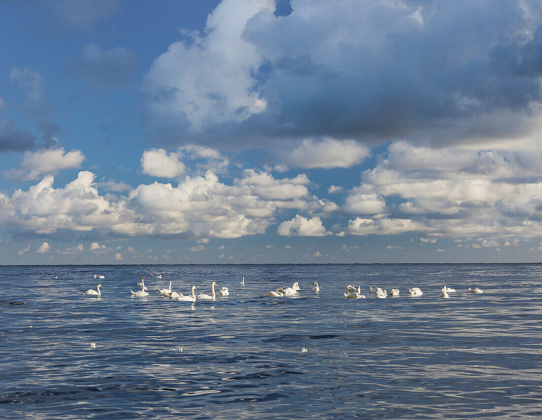 Schwäne in der Ostsee, Jasmund Nationalpark, Rügen, Mecklenburg-Vorpommern, Deutschland