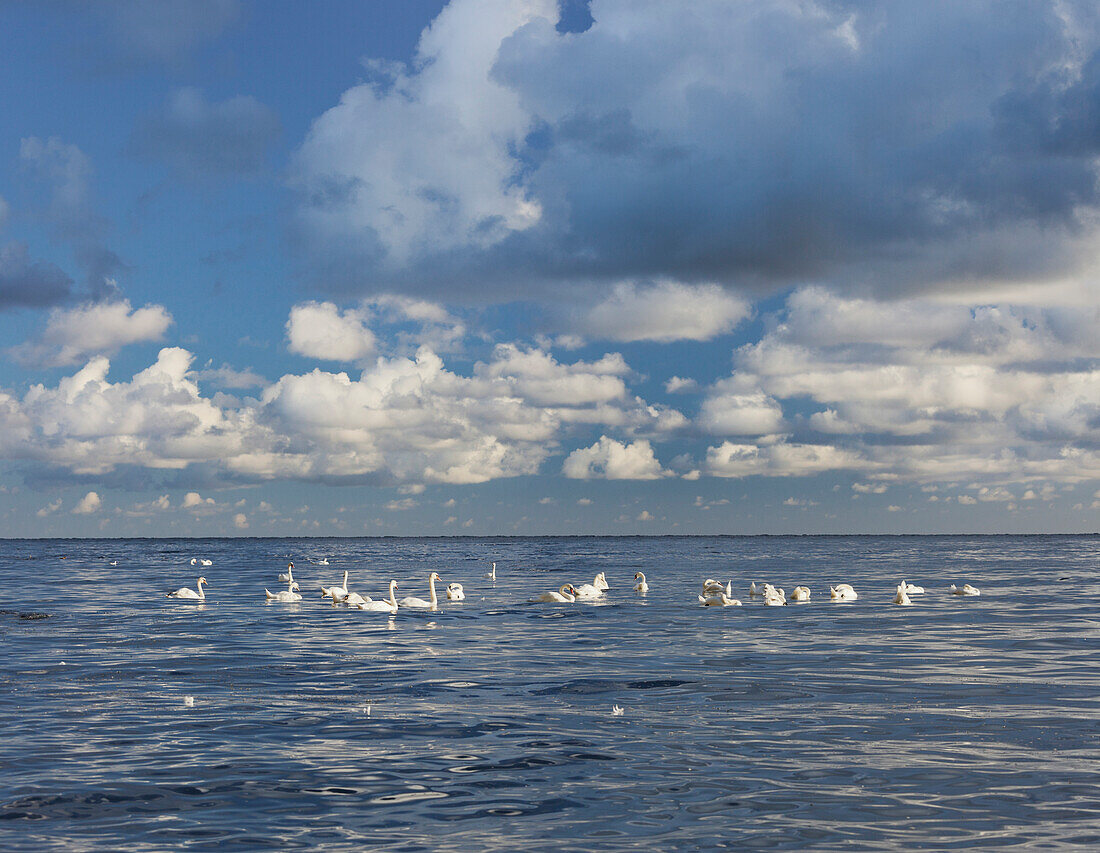 Swans in the Baltic sea, Jasmund National Park, Ruegen, Mecklenburg-Western Pommerania, Germany