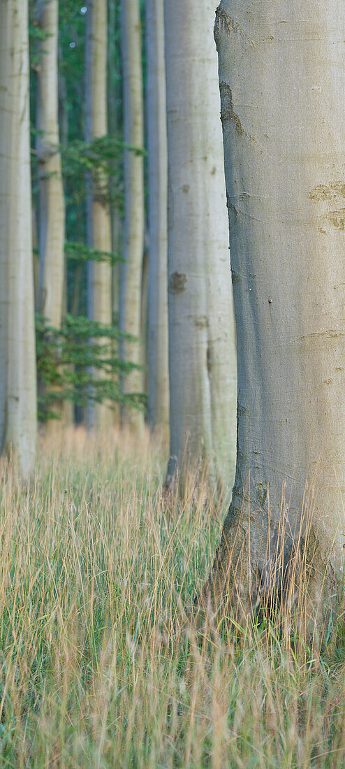 Beach forest, Jasmund National Park, Ruegen, Mecklenburg-Western Pomerania, Germany