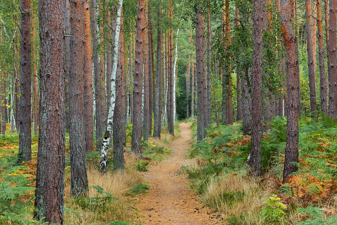 Weg durch den Darßer Wald, Darß, Kiefern, Nationalpark Vorpommersche Boddenlandschaft, Mecklenburg-Vorpommern, Deutschland