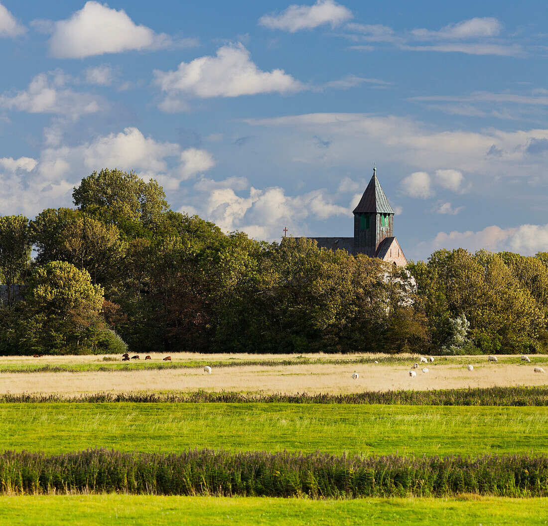 Schafe, Felder um Osterhever, Schleswig-Holstein, Deutschland