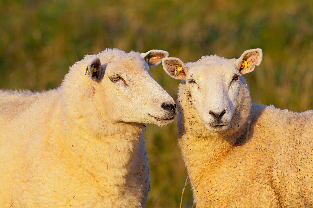 Schafe am Deich, Hattstedtermarsch bei Husum, Schleswig-Holstein, Deutschland