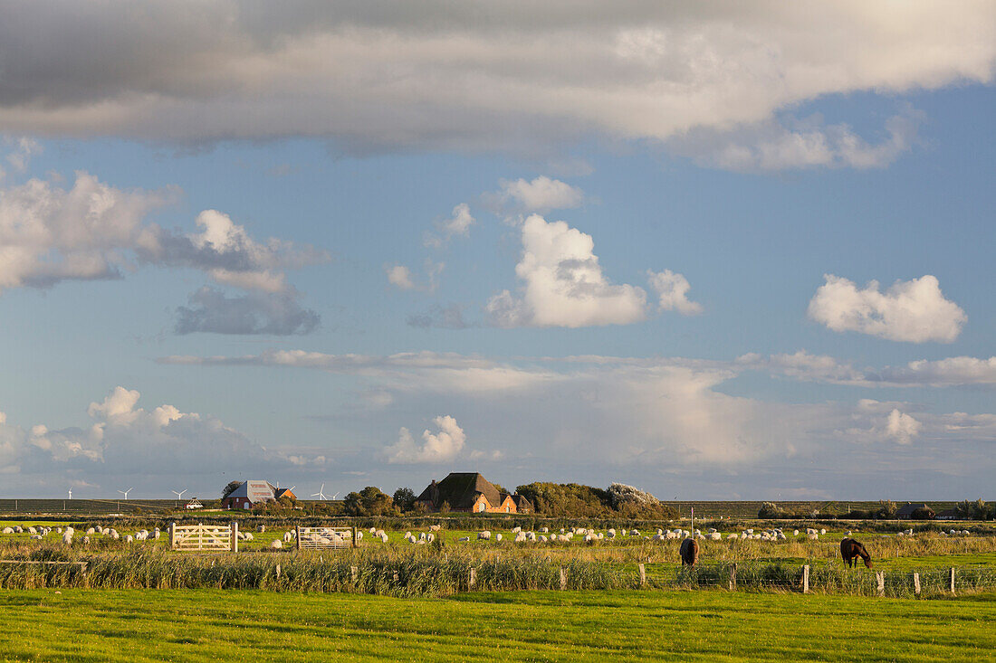 Sheep grazing in a field near Westerhaven lighthouse, Schleswig-Holstein, Germany