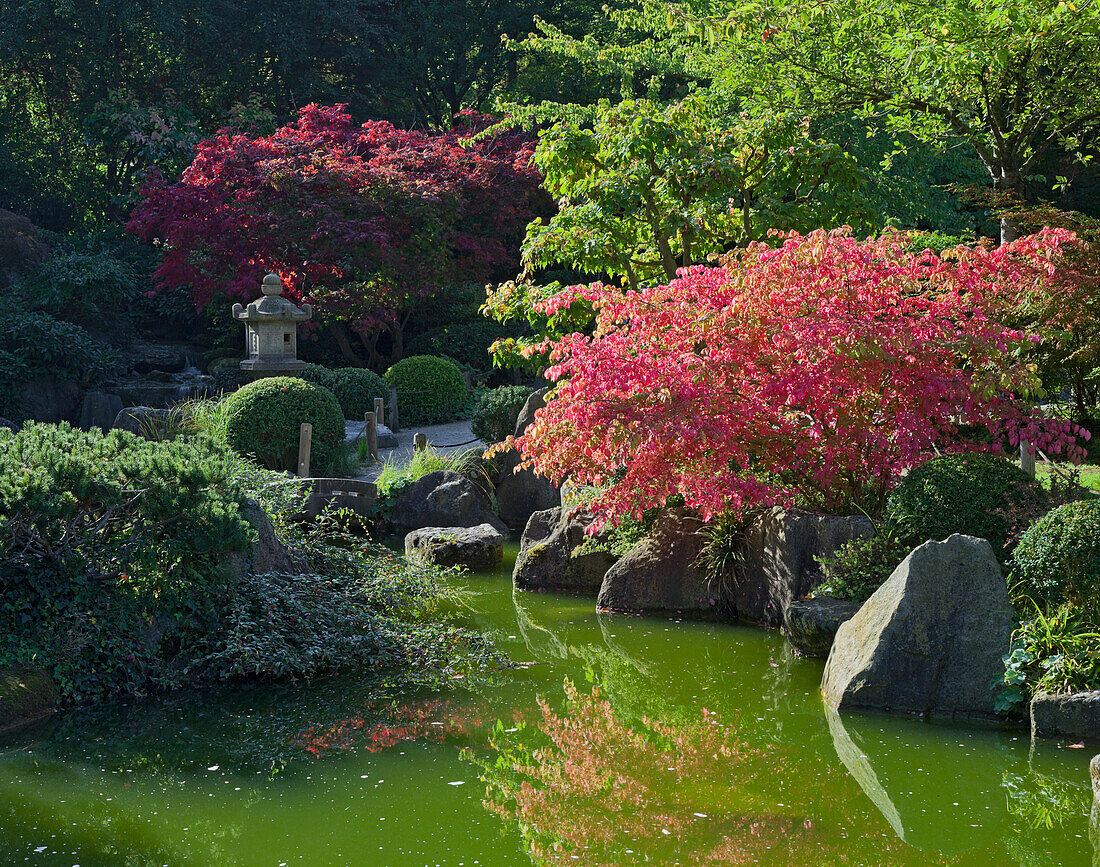 Japanese garden with pond, Wuerzburg, Bavaria, Germany