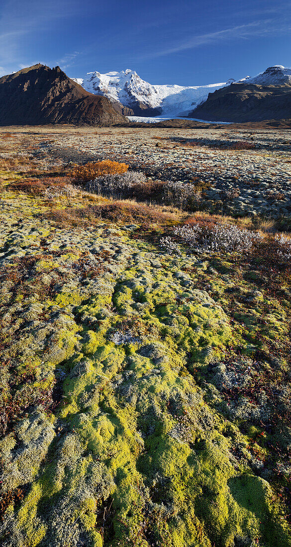 Moss covered landscape, Svinafellsjokull, Oraefajokull, East Iceland, Iceland