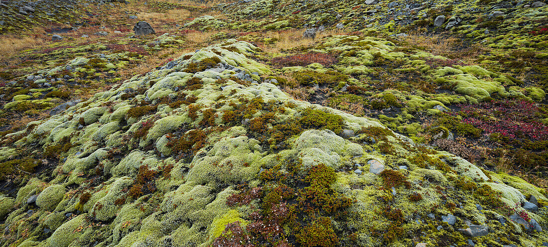 moosbedeckter Boden nahe Sólheimajökull, Südisland, Island