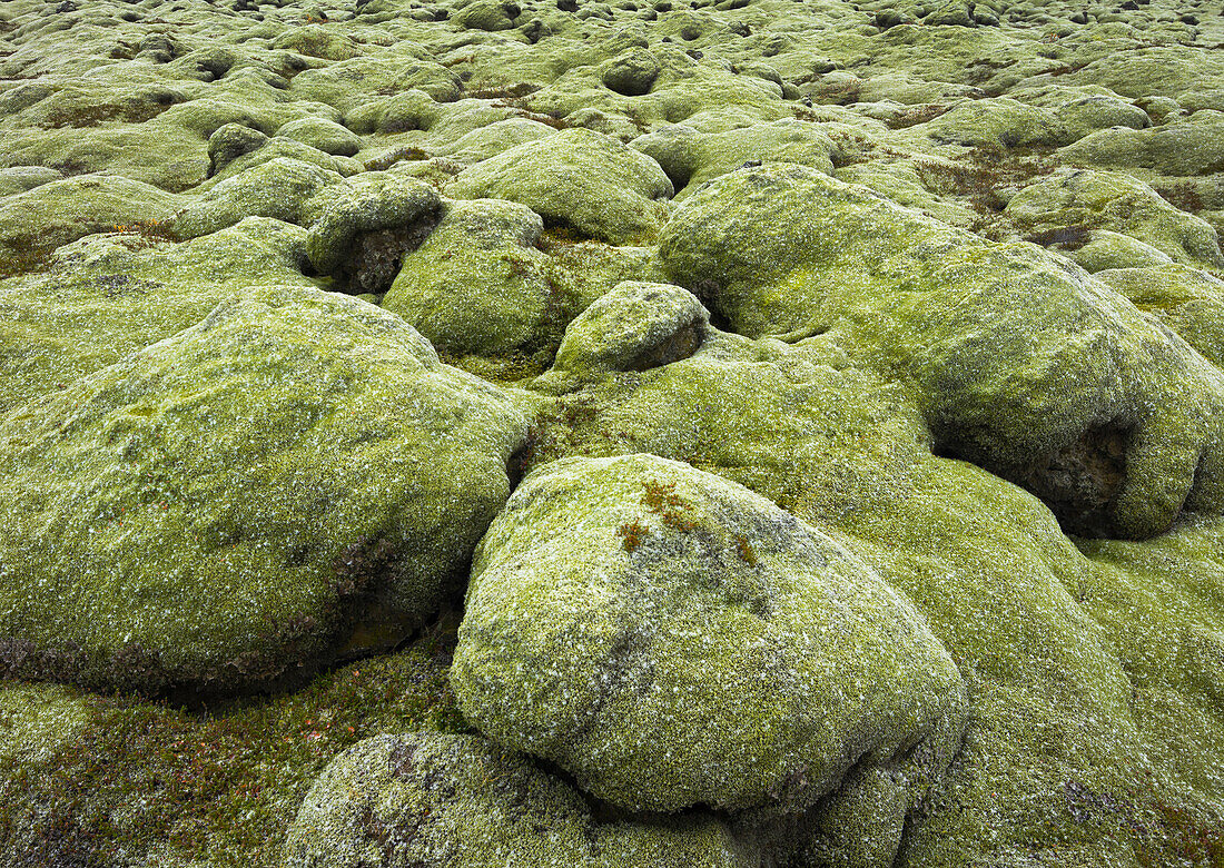 Moospolster, Lavafeld Eldhraun, Südisland, Island