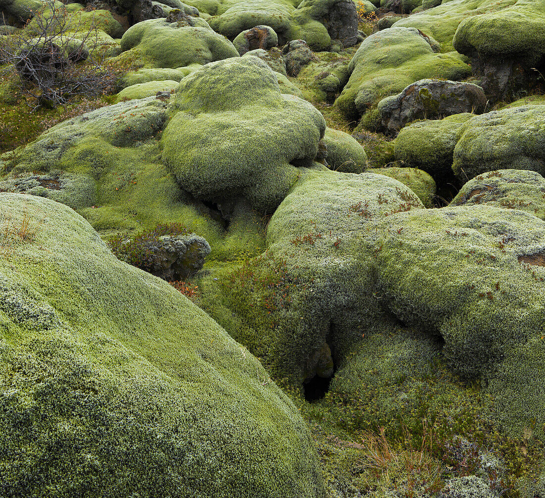 Moss covered stones, Eldhraun lava field, South Iceland, Iceland