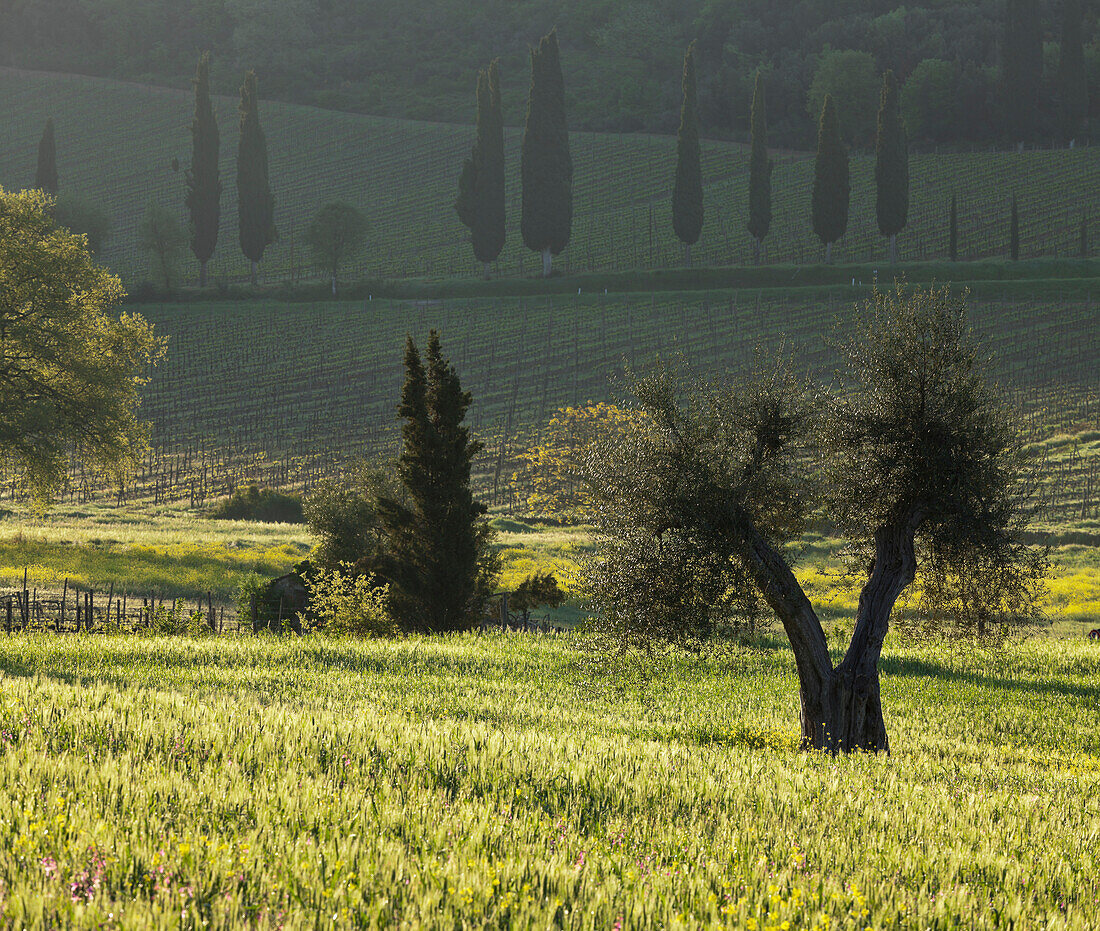 Olivenbaum und Zypresse bei Castelnuovo Dellabate, Toskana, Italien