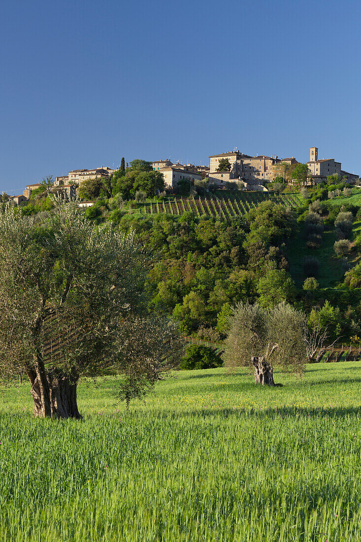 Weinbau mit Häusern bei Castelnuovo dellabate, Toskana, Italien