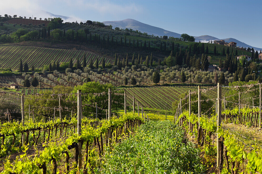 Weinbau bei Castelnuovo Dellabate, Toskana, Italien