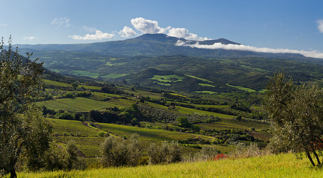Olive trees in front of the Monte Amiata near Castelnuovo Dellabate, Tuscany, Italy