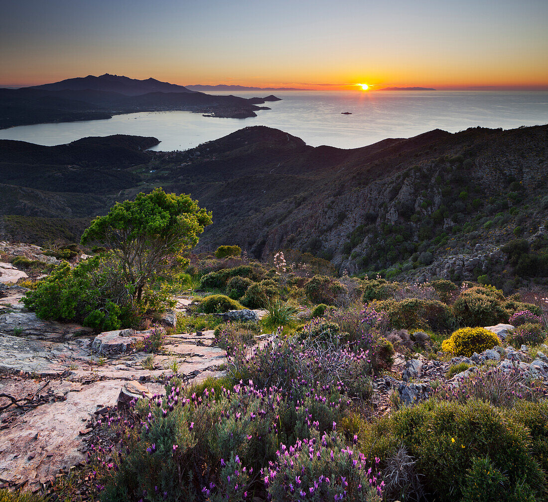 Blick von Volterraio Richtung Portoferraio, blühende Sträucher, Elba, Toskana, Italien