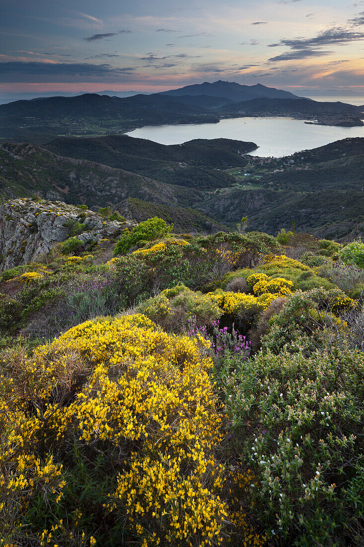 Blick von Volterraio Richtung Portoferraio, blühende Sträucher, Elba, Toskana, Italien