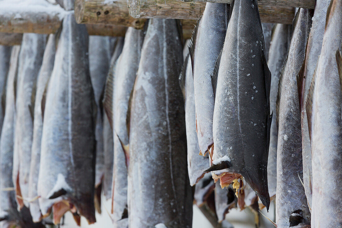 Stockfisch Detail, Lofoten, Nordland, Norwegen