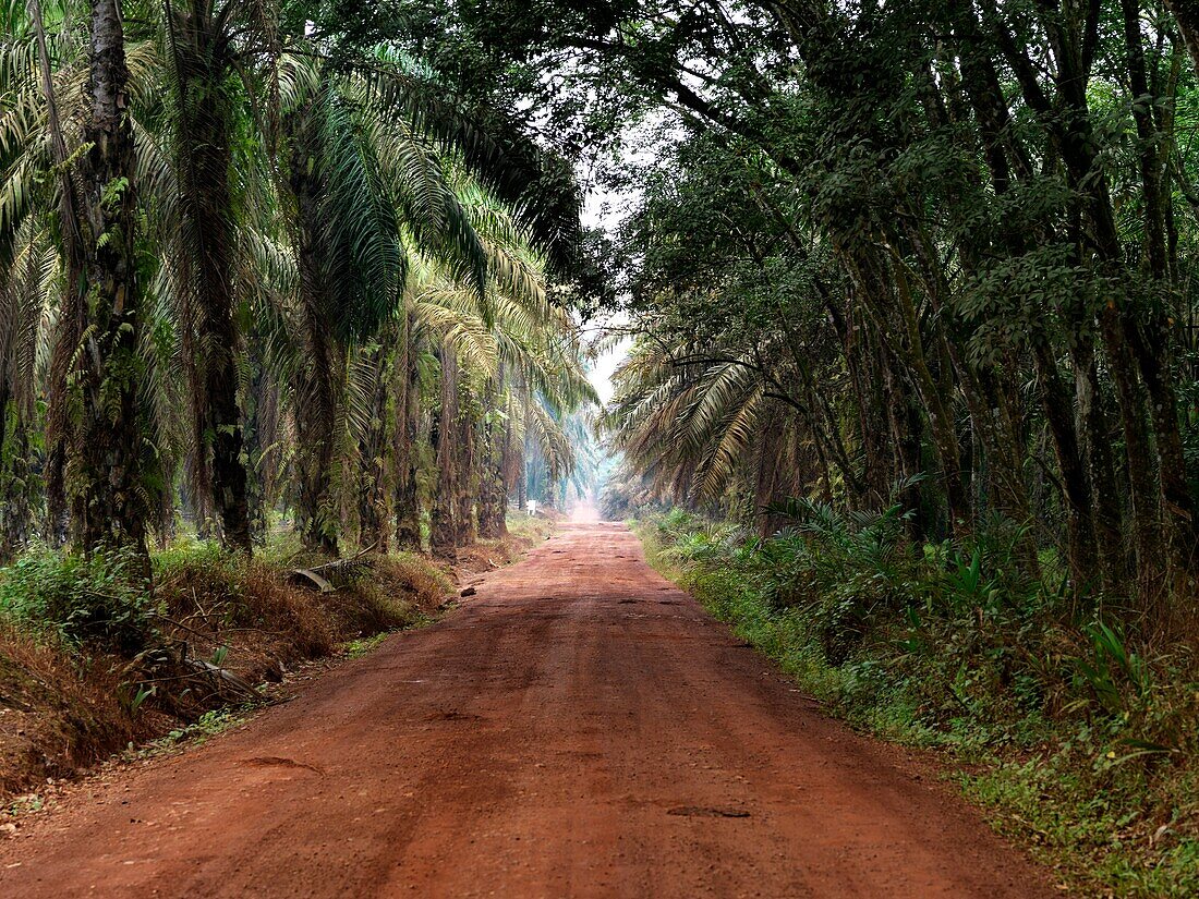 A bright reddish orange road through a dense palm grove