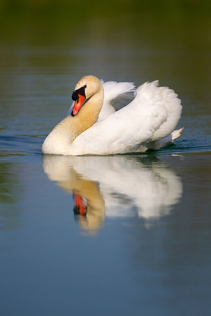 Mute swan Cygnus olor, in the pond, Rising Sun, Indiana, USA