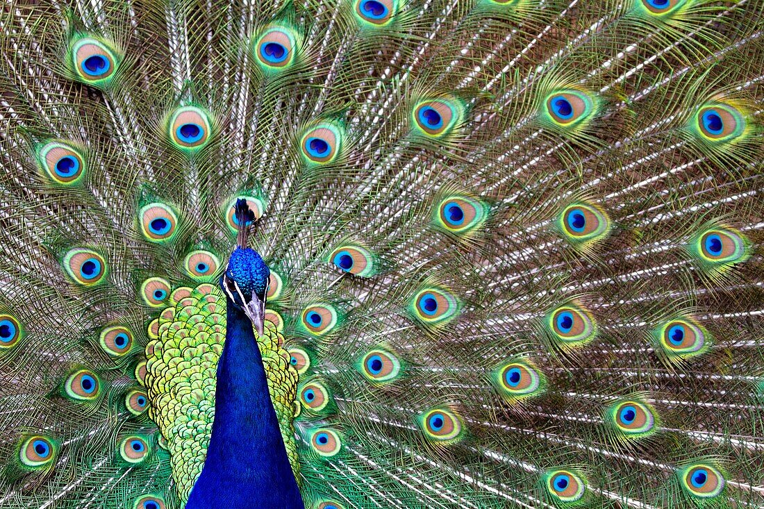 Male Peacock Pavo cristatus, Cincinnati Zoo, Ohio, USA