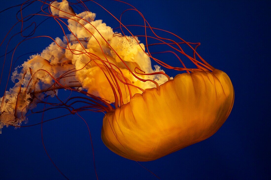 Pacific Sea Nettle or West Coast Sea Nettle Jellyfish, Chrysaora fuscescens