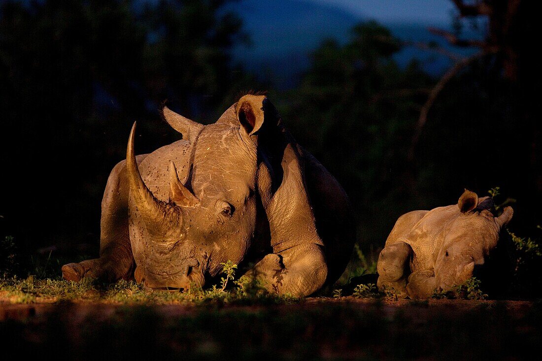 White Rhinoceros Ceratotherium simum  Endangered species  Near Threatened   A mother and calf lay down beside each other  Rhino poaching has been rampant in Southen Africa and the amount of poached rhinos more than doubled last year  The perpetrators incl
