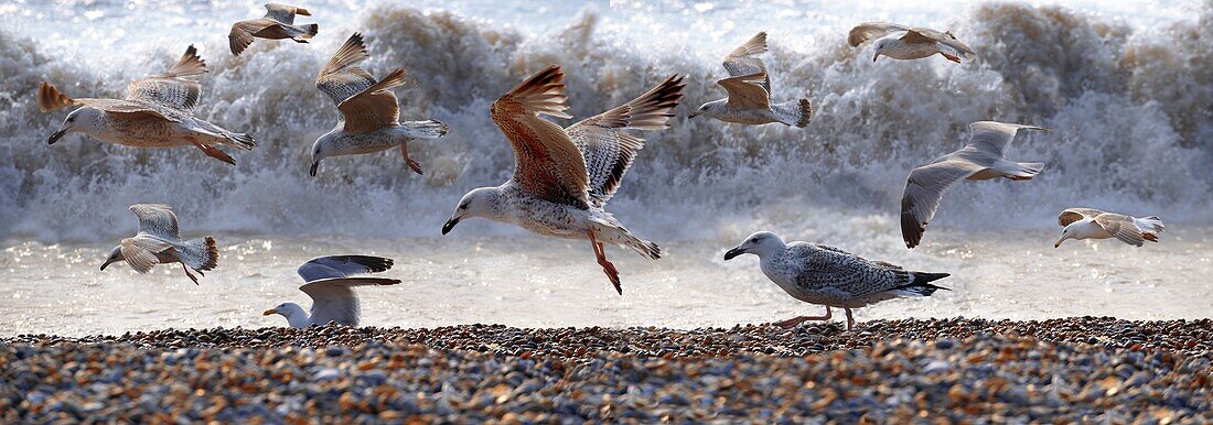 seagulls flying above the a shingle beach in Suffolk England