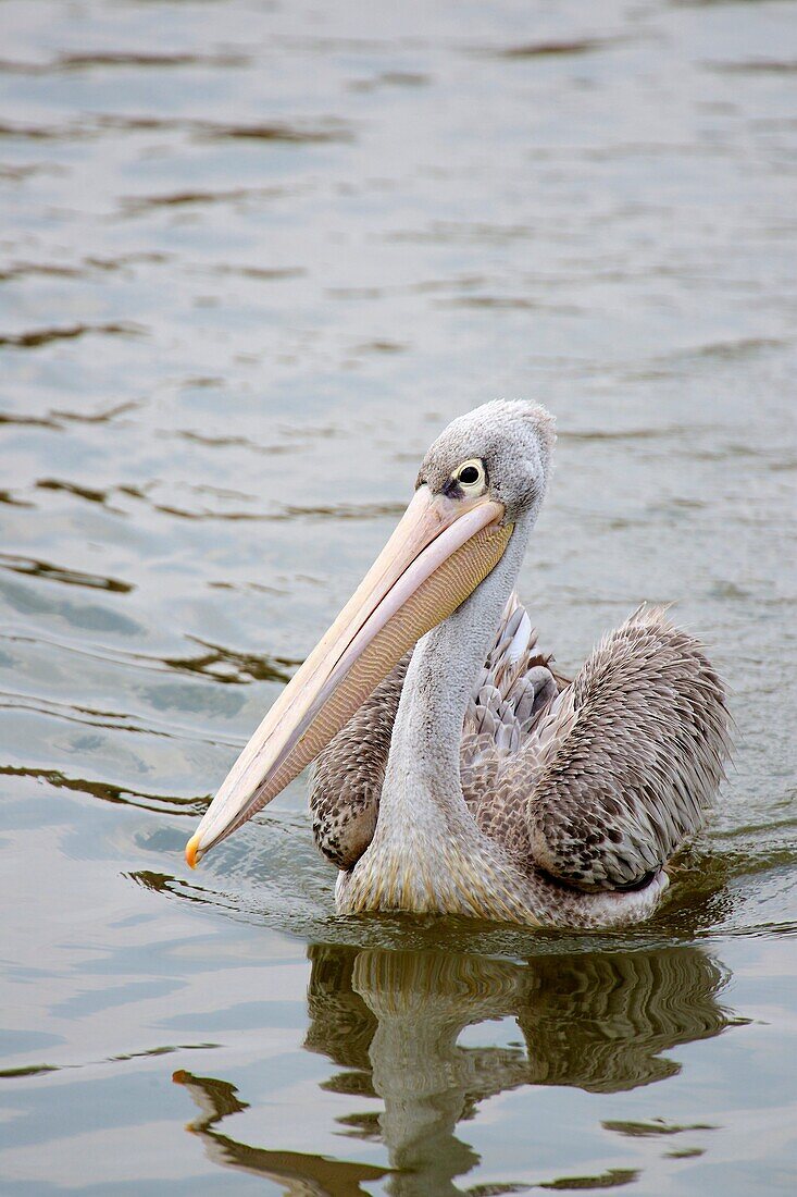 A pink-backed pelican swimming in a lake in Ethiopia.